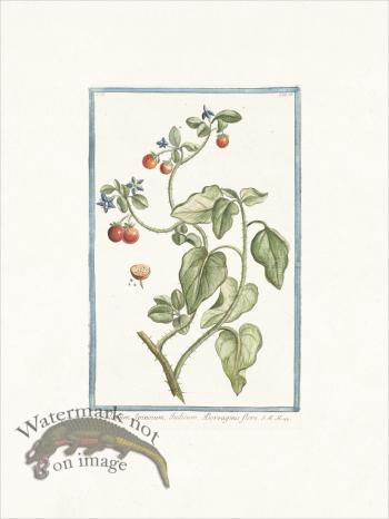 Bonelli 158 Solanum Spinosum